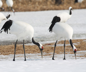 Тогоруу (Алаг тогоруу)